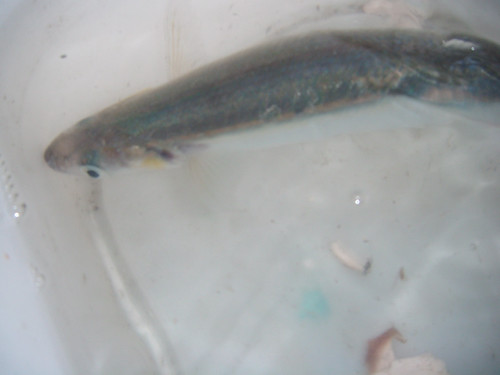 closeup of the fish