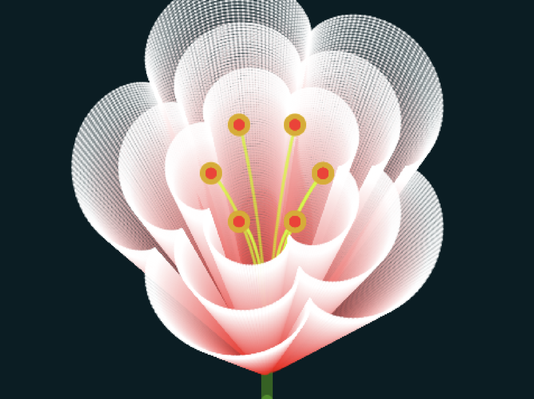 Flower  花