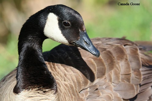 AB111 Bird ID