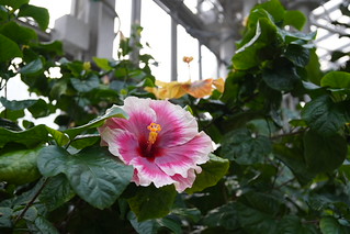 Flowers in botanical gardens