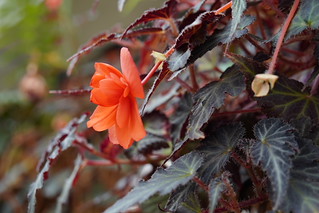 Flowers in botanical gardens