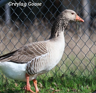 AA782 Birding California