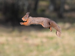 Red Squirrel