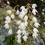 長足石仙桃 Pholidota longipesa  [深圳國家蘭科中心 China National Orchid Centre, Shenzhen, China]