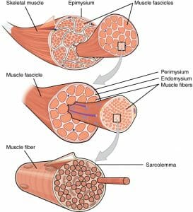 Muscle Fibers