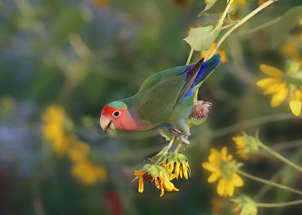 A Fischer's lovebird perched on the end of a plant