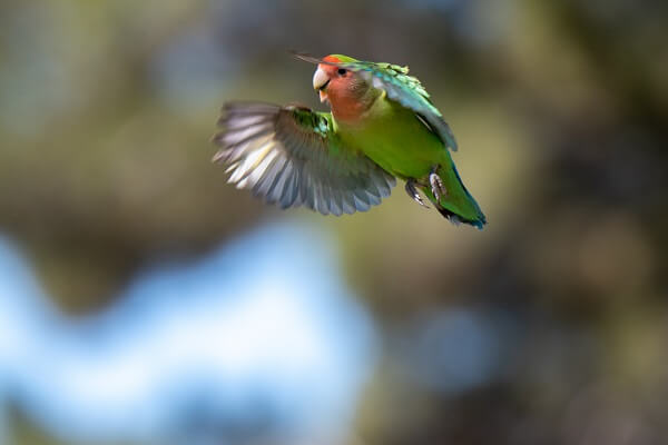 Lovebird in flight with its wings facing forward