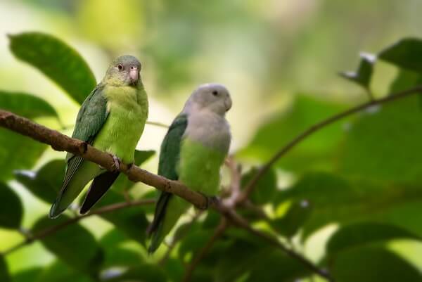 Two grey-headed lovebirds sitting on a branch