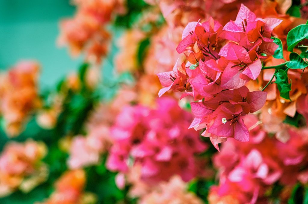 The Story of Two Bougainvillas
