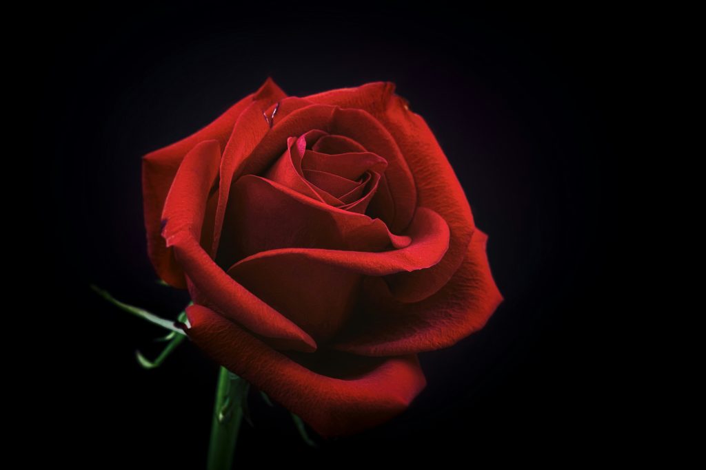 Marriage Is Like a Rose: Beautiful, Fragile, and Protected by Thorns