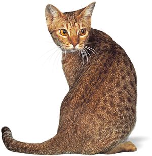 Ocicat.