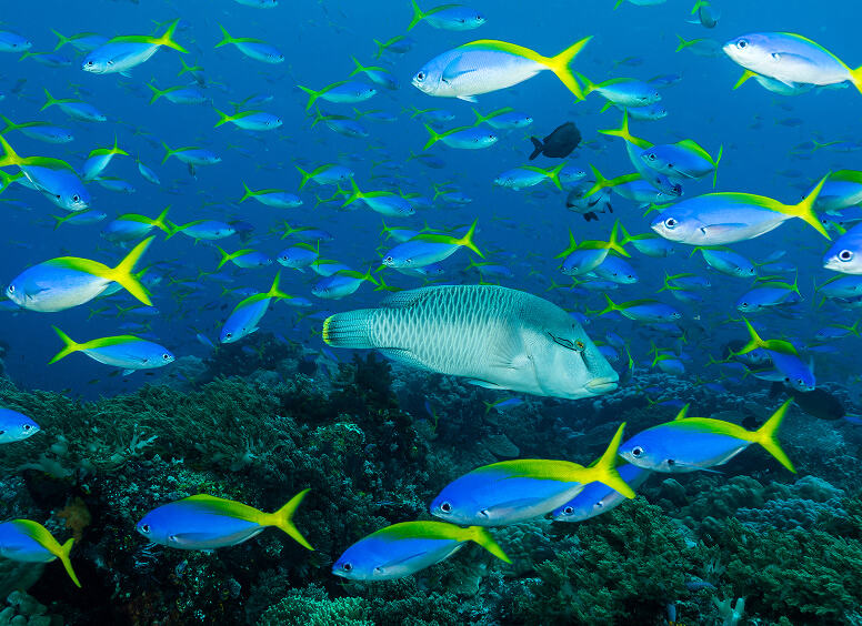 Tropical fish swimming in a reef