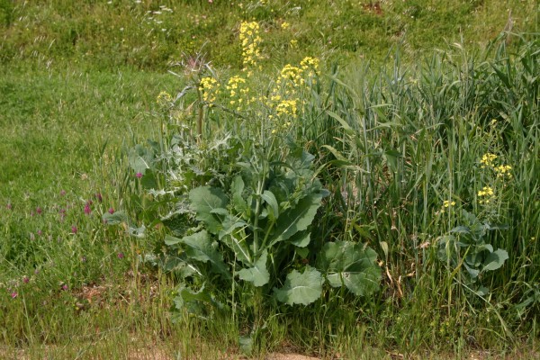 Brassica napus L.