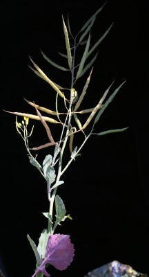 Brassica napus L.