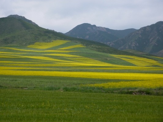 Brassica napus L.