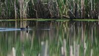 an American coot in the wetlands at Paul Douglas Preserve
