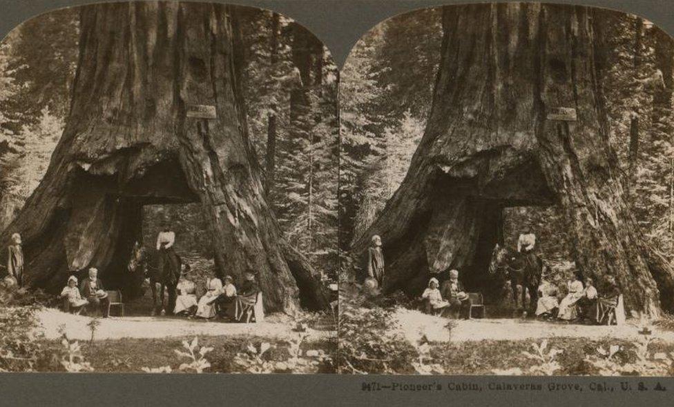 A 1899 stereograph shows the Pioneer Cabin tree