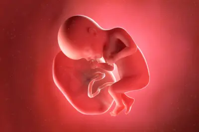 Une illustration informatique montre un fœtus de 27 semaines relié à un placenta par le cordon ombilical.