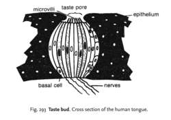 Taste bud