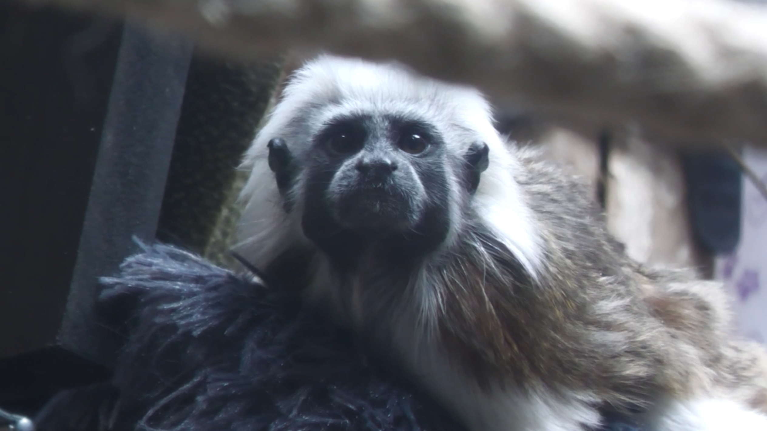 Meet Pepita and Coqueta, Riverbanks Zoo's newest residents