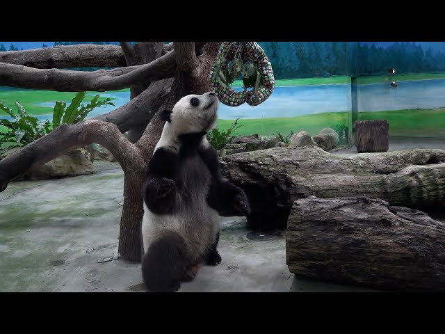 Taipei Zoo’s giant pandas get Christmas gifts