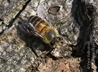Genus Apis Apis