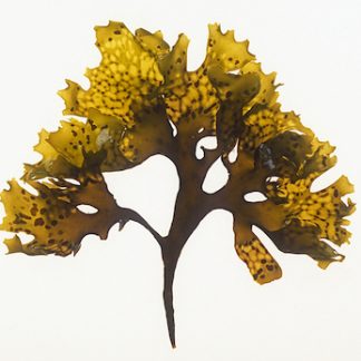 Chondrus crispu, carrageen Irish moss