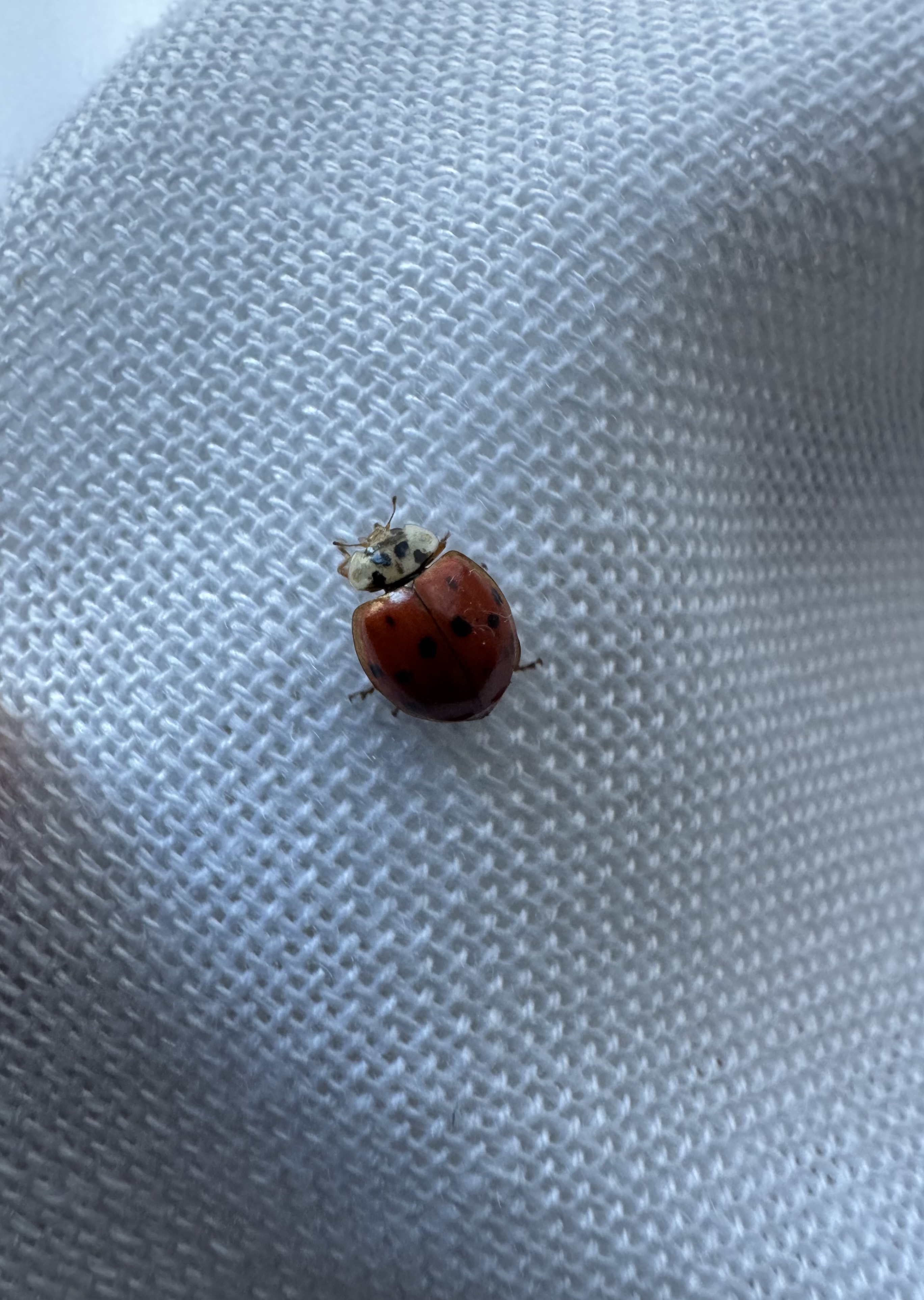 A lady bug close up on white sheer curtains