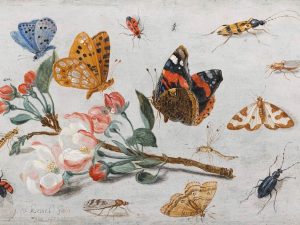 2 Natural History Studies by Jan Van Kessel I from 1659