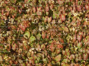 Autumn Ivy Printable Wrapping Paper