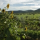 What Regenerative Tourism Really Means What Regenerative Tourism Really Means