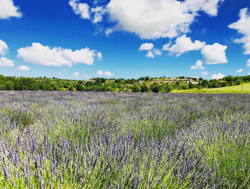 Aix-en-Provence: Art, history & travel in southern France 7 lavender field provence valensole