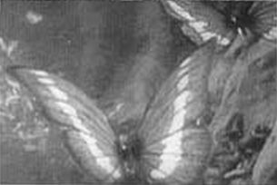 https://static.tvtropes.org/pmwiki/pub/images/butterfly_morpho_v.png