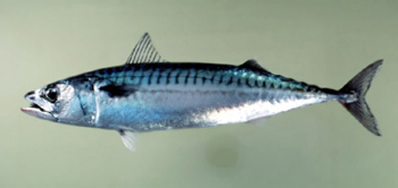 Streamlined, somewhat warm-blooded:mackerel