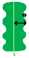 pinnately-cleft