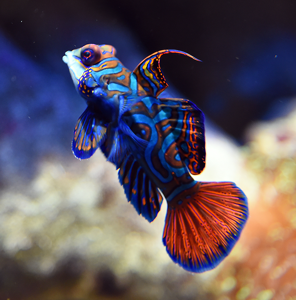 File:Synchiropus splendidus - 5329.jpg