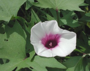 Batatas (Ipomoea batatas)