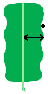 pinnately-lobed