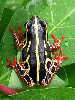 Katak buluh biasa