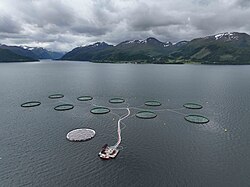 Torskemerder utenfor Volda i Møre og Romsdal. Alida sjølokasjon drevet av Ode As. Nederste merd er ny type merd, drevet av solceller og der buret er senket ned til 40-80 meters dybde. Foto: Anette Hagfonn Rønneberg.