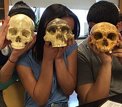 Três estudantes seguram três crânios diferentes em frente aos rostos, para mostrar a diferença de tamanho e forma em comparação com a cabeça moderna.