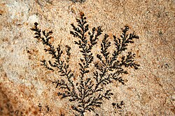Dendrito de manganês formado em rocha vulcânica finamente cristalina.