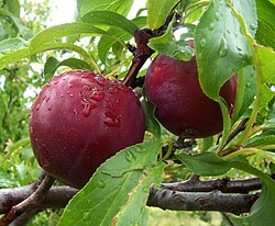 Frutos de ameixa