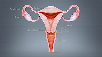 Different regions of the uterus displayed and labelled using a 3D medical animation still shot