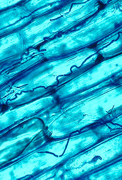 Grass sheath and blade tissues containing endophytic fungal thread