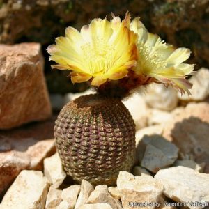 http://www.llifle.com/photos/Reicheocactus_pseudoreicheanus_12428_l.jpg