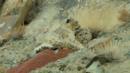 A snow leopard mother and her daughter (Credit: BBC 2016) A snow leopard mother and her daughter (Credit: BBC 2016)