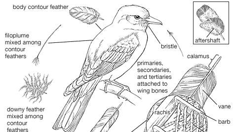 feather types