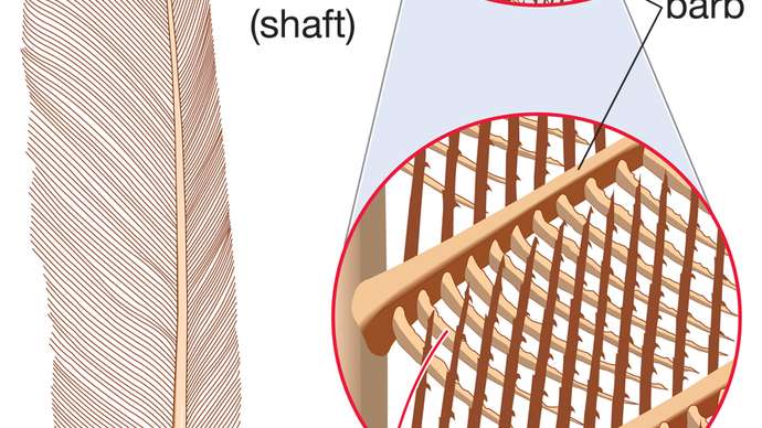 feather, parts of