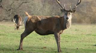 Stags at Calke Abbey's deer park, near Ticknall in Derbyshire